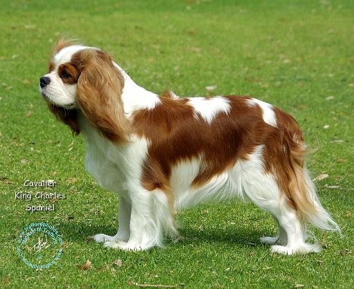 Cavalier King Charles Spaniel 9J001D-06.JPG
